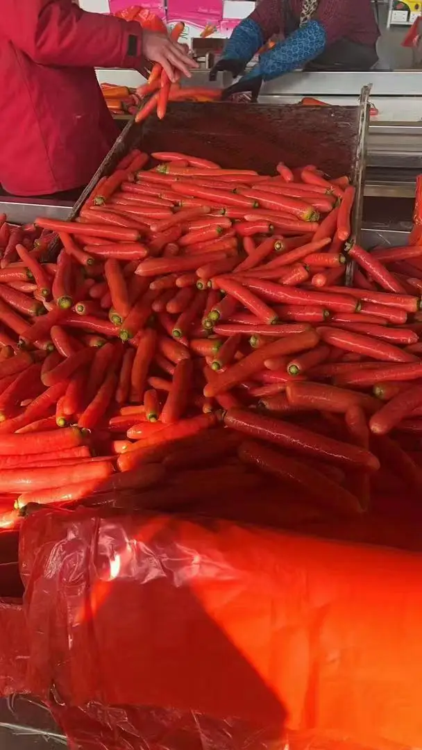 2024 new season Fresh vegetable Fruit red carrot China carrots wholesale price for fresh Indian red carrot buyer