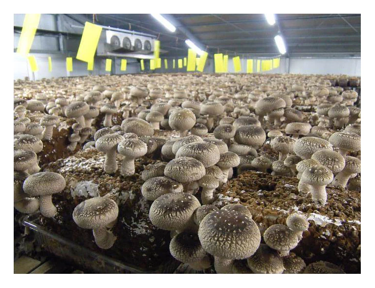 Свежая японская бутылка для выращивания плюуса, выращивание грибов