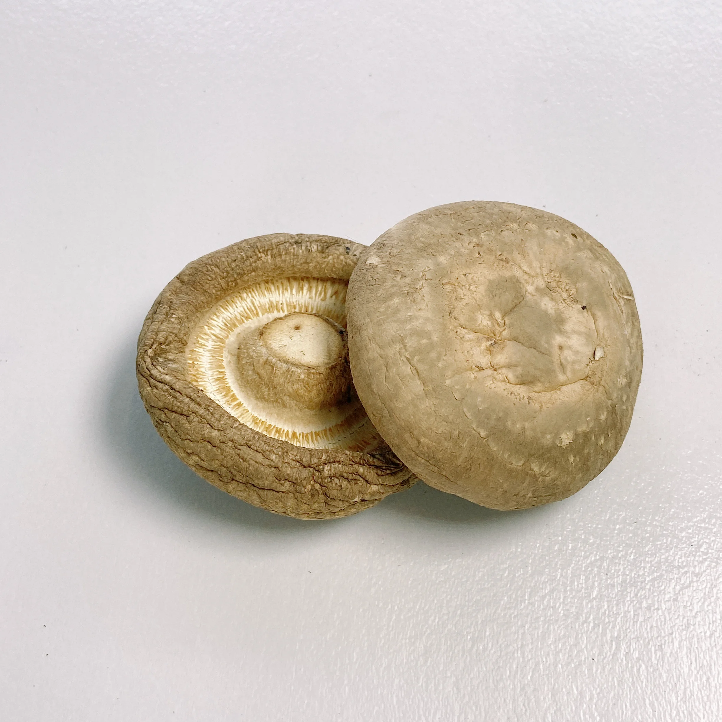 Good Taste Dryer Mushrooms Organic Shiitake Dry Mushrooms Buyers