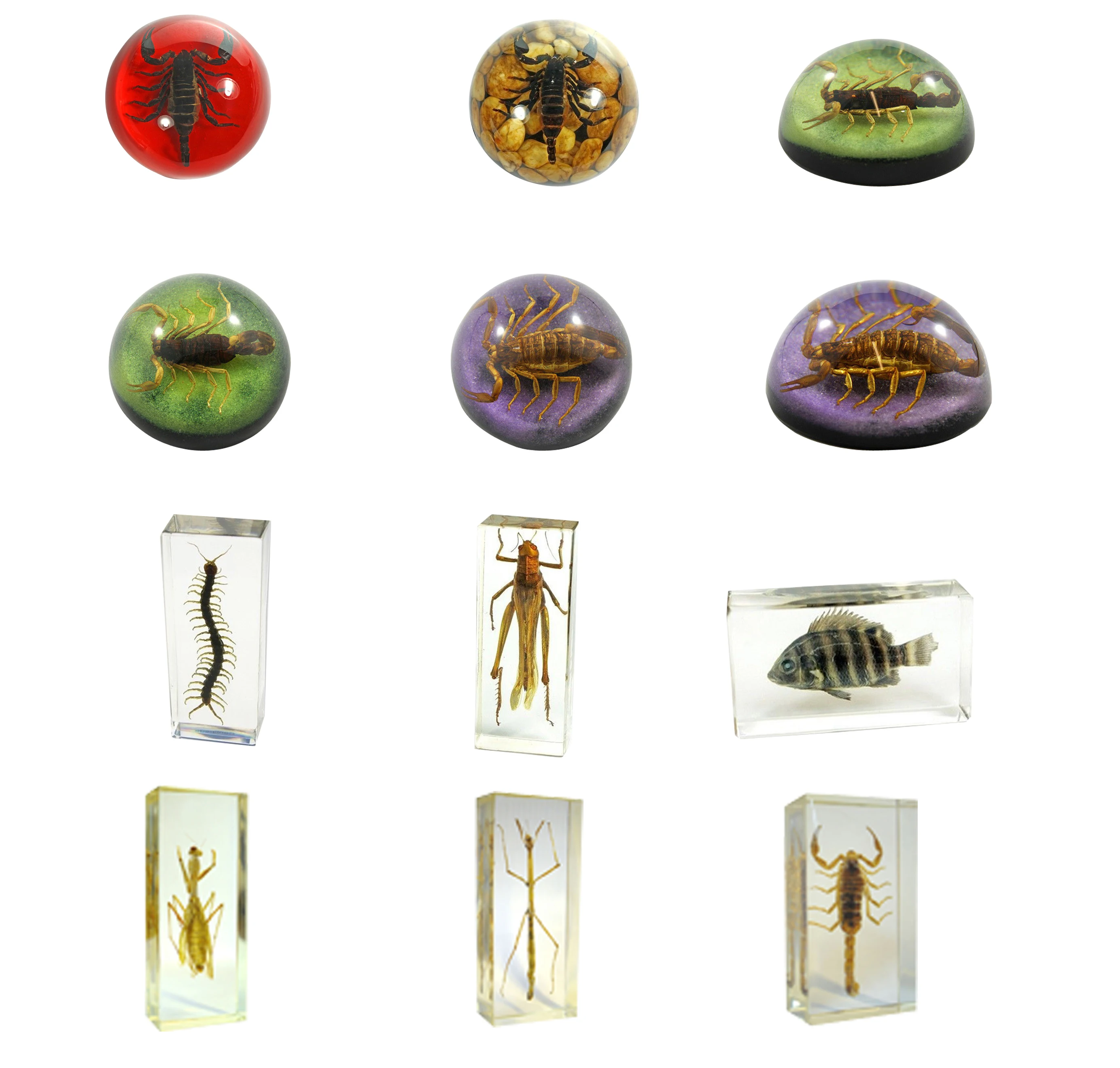 Custom Resin Insect Crafts Resin Specimen Ornaments Bug Paperweight Keychain Gift Souvenir
