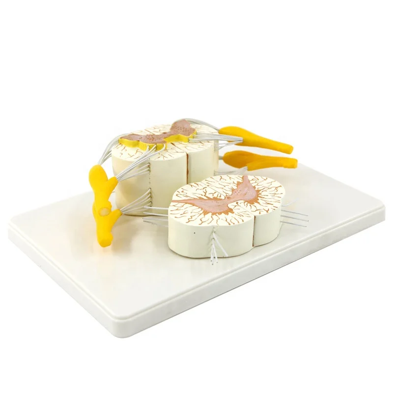 Detailed anatomical human anatomy model Vertebral and Partial Spinal Cord model