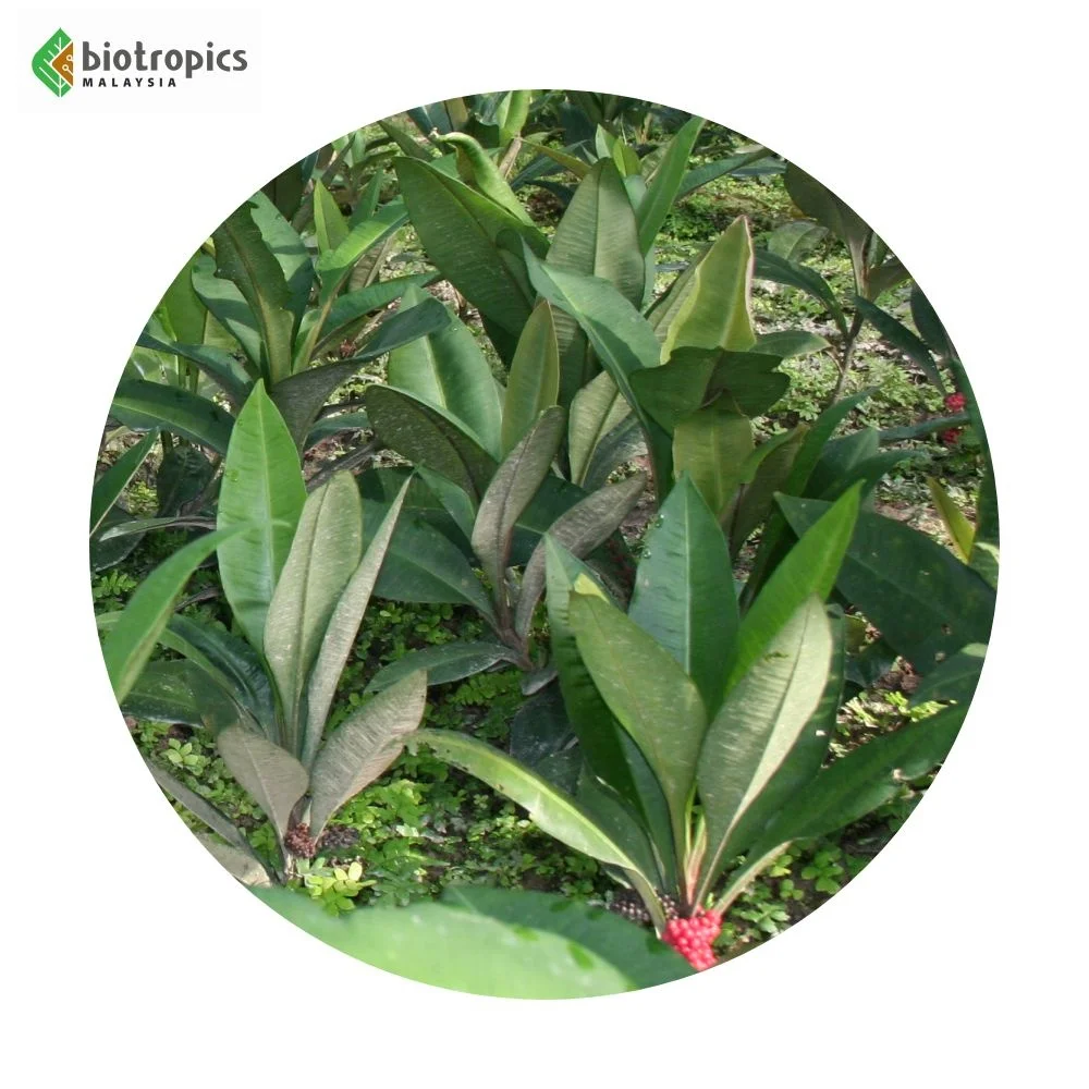 Female Product Kacip Fatimah Extract Food Grade Powder Labisia Pumila Extract for Traditional Herbal Preparation