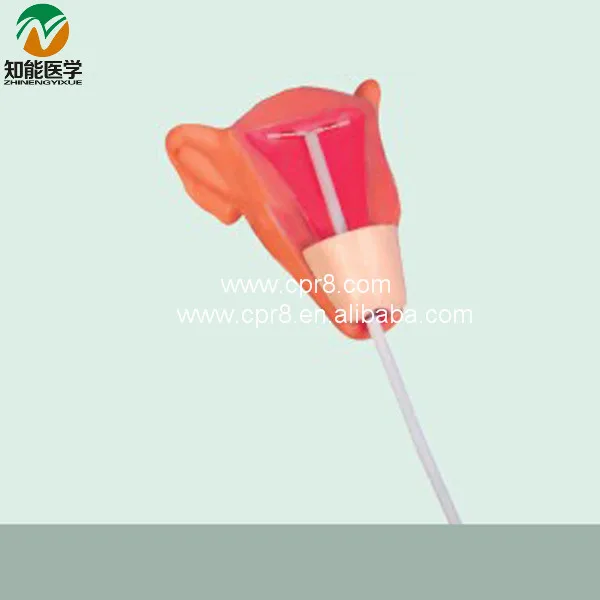 BIX-F9E Medical models observes IUD placement process IUD training model for Disease Demonstration Medical Teaching Tool