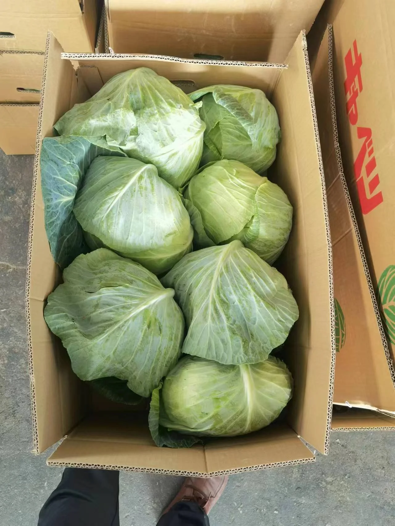 2022 Chinese Fresh cabbage supplying to Canada Singapore, Malaysia, Korea ,UAE