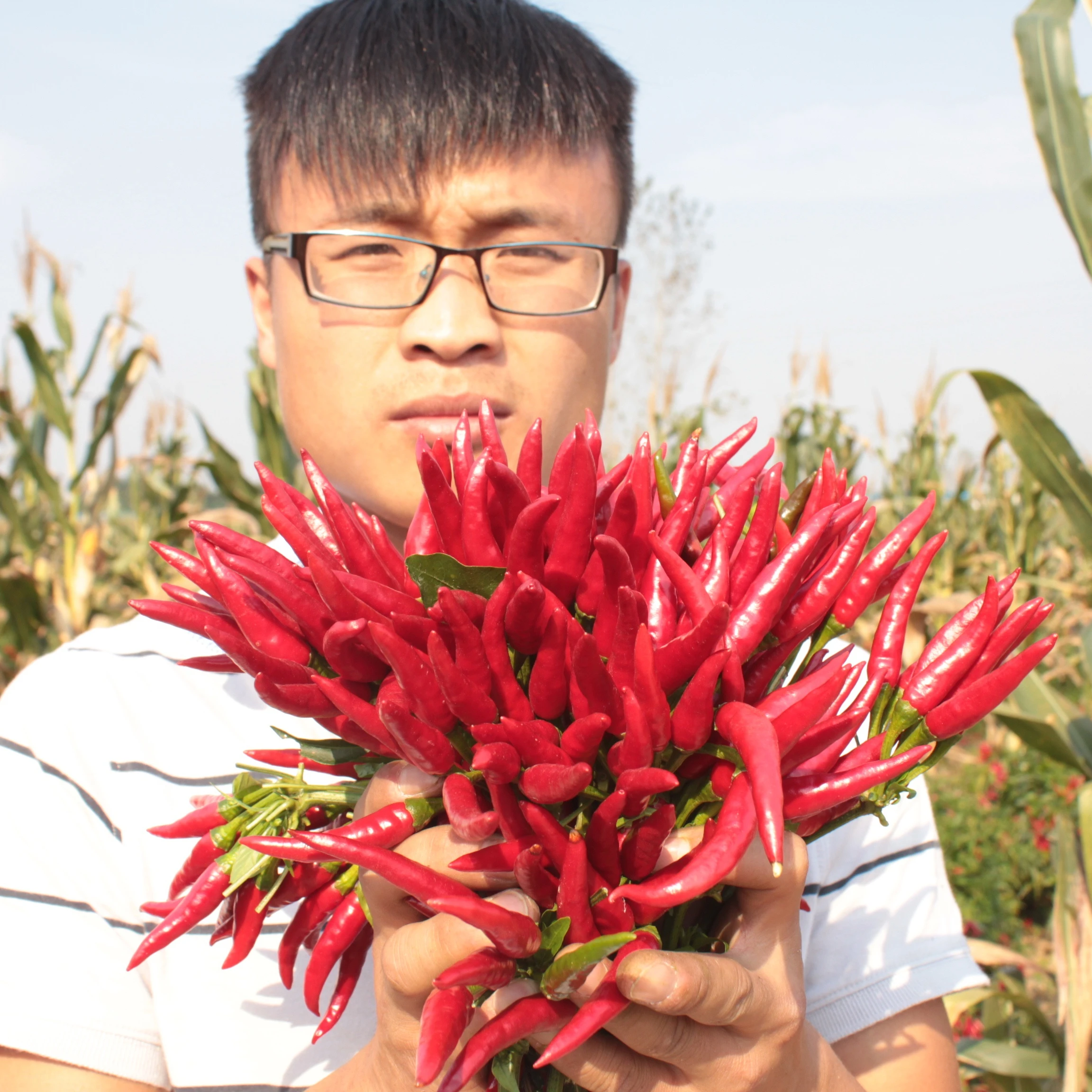 Hybrid Red Cluster Upright Pepper Seeds Chilli Seeds- Sky King Star No. 3