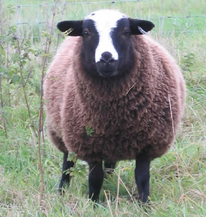 Balwen Welsh sheep,cow,camel,sheep,goat,ox,bull