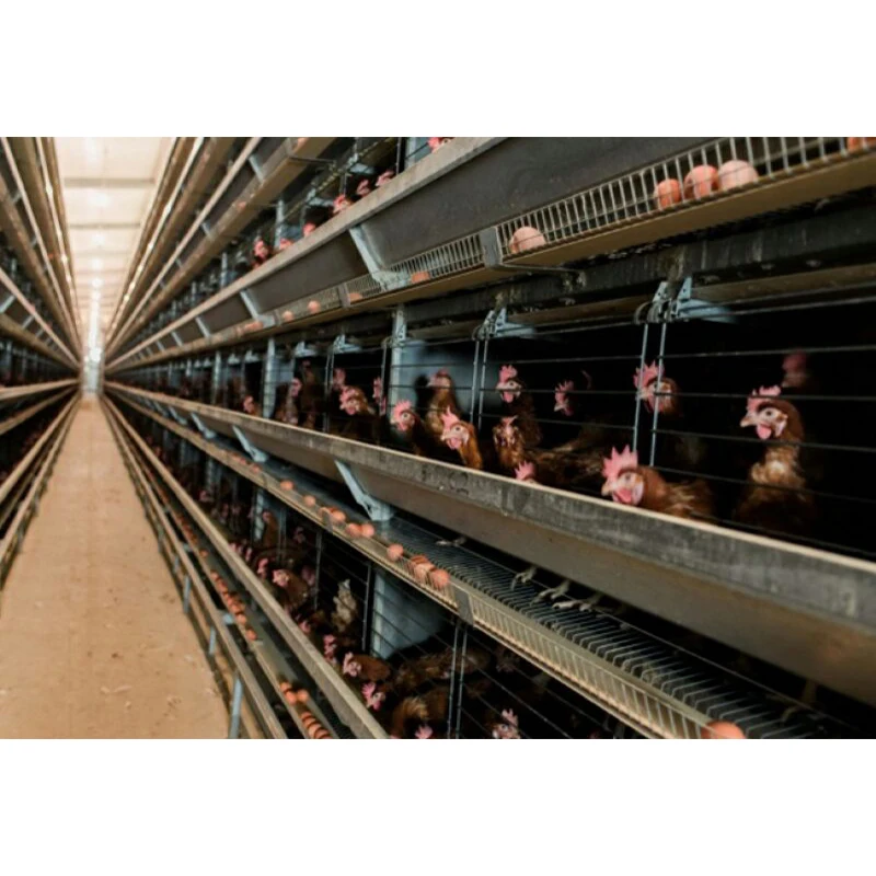 Portal framing light weight steel fabricator steel poultry house steel structure chicken egg layer building