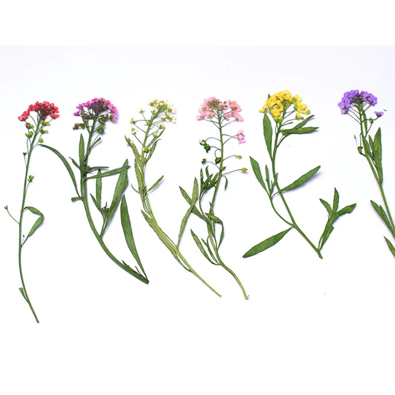 
Real Flower Embossed Small Dry Flower Scrapbook DIY Nail Art Handmade Child Plant Specimen 