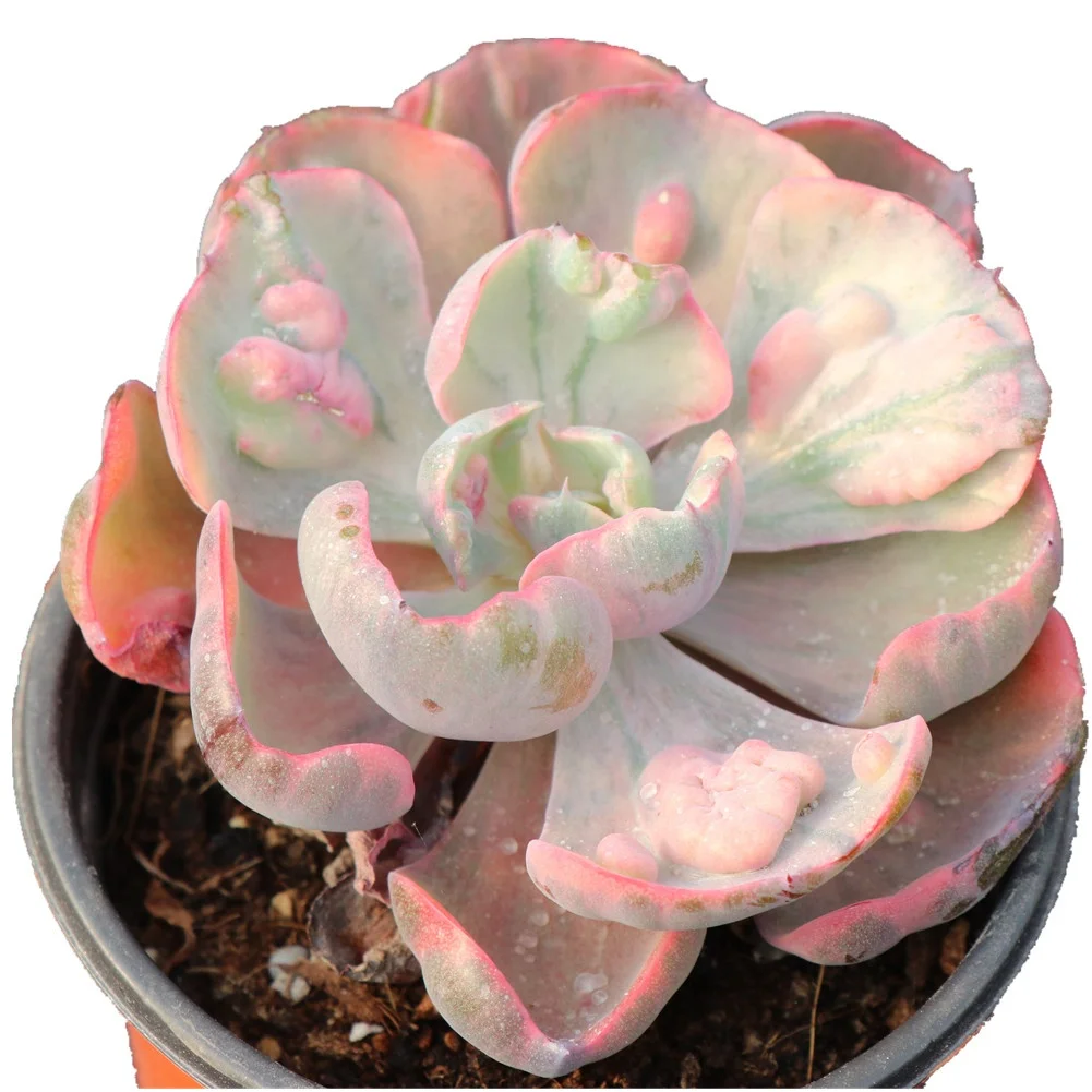 
Pink farm wholesale rare live natural plant succulent plants 