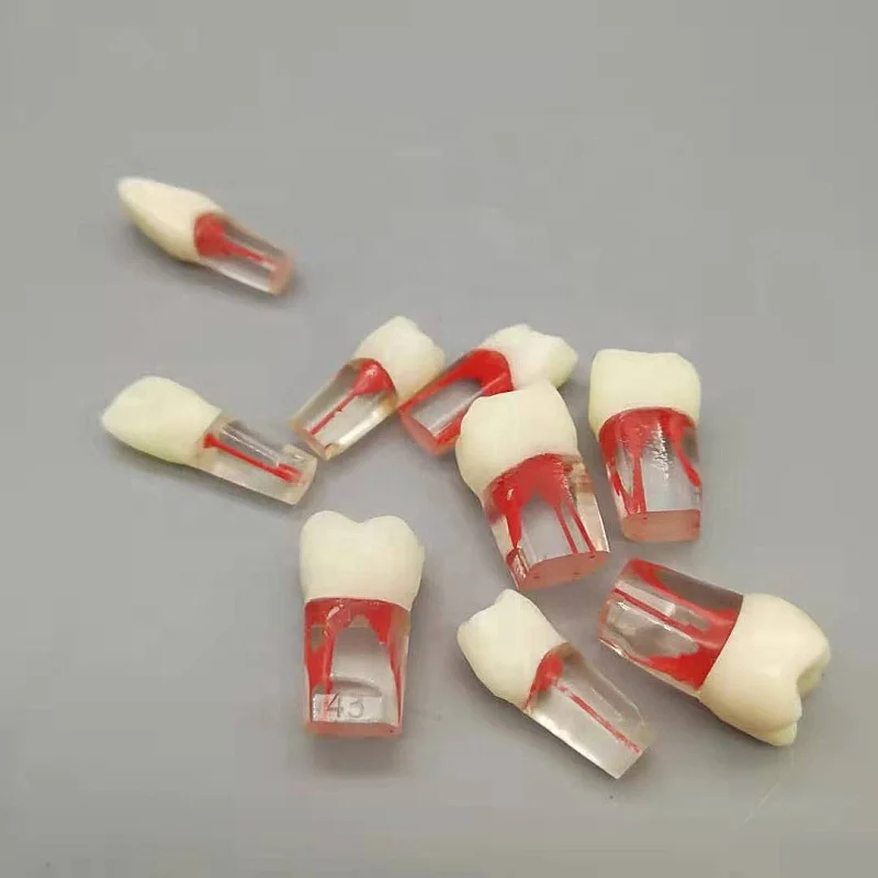High Quality Resin Manual Dental Colorful Medical Treatment Examination Practice Root Canal Teeth Model
