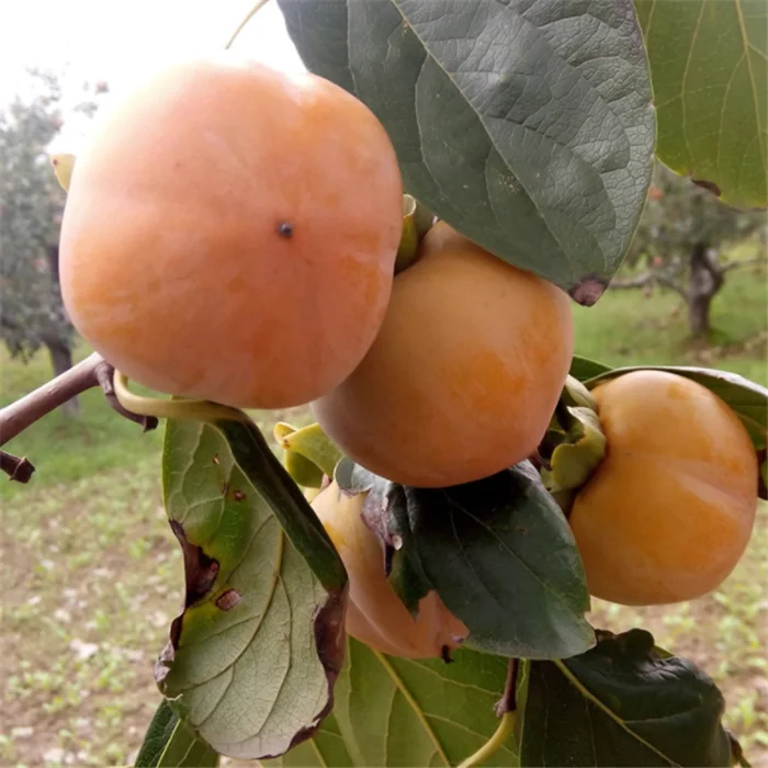 
shi zi miao persimmon seedling tree persimmon grafted seedlings for planting 