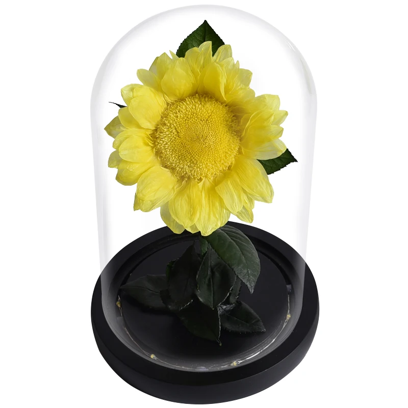 Factory Price Natural Sunflowers Flowers Eternity Stabilized Sun Flower Preserved Sunflower In Glass Dome