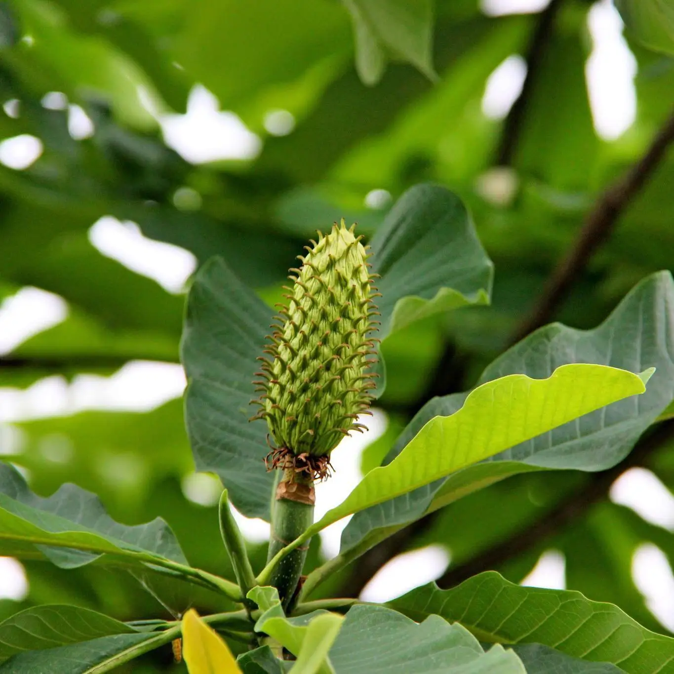 Высококачественный травяной экстракт порошок магнолии Magnolia Officinalis