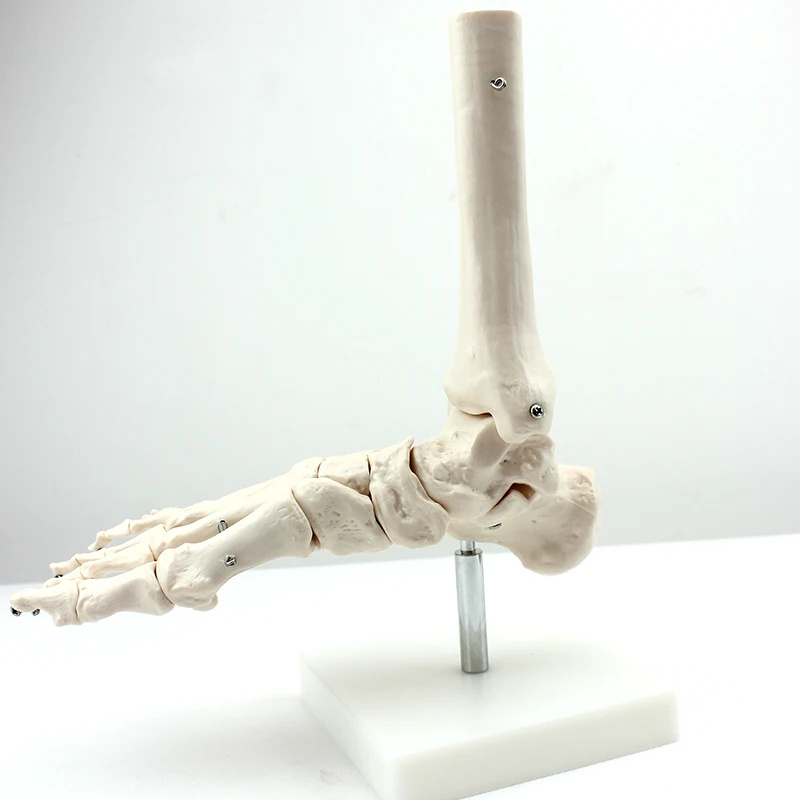On Sale China Model The Human Skeleton
