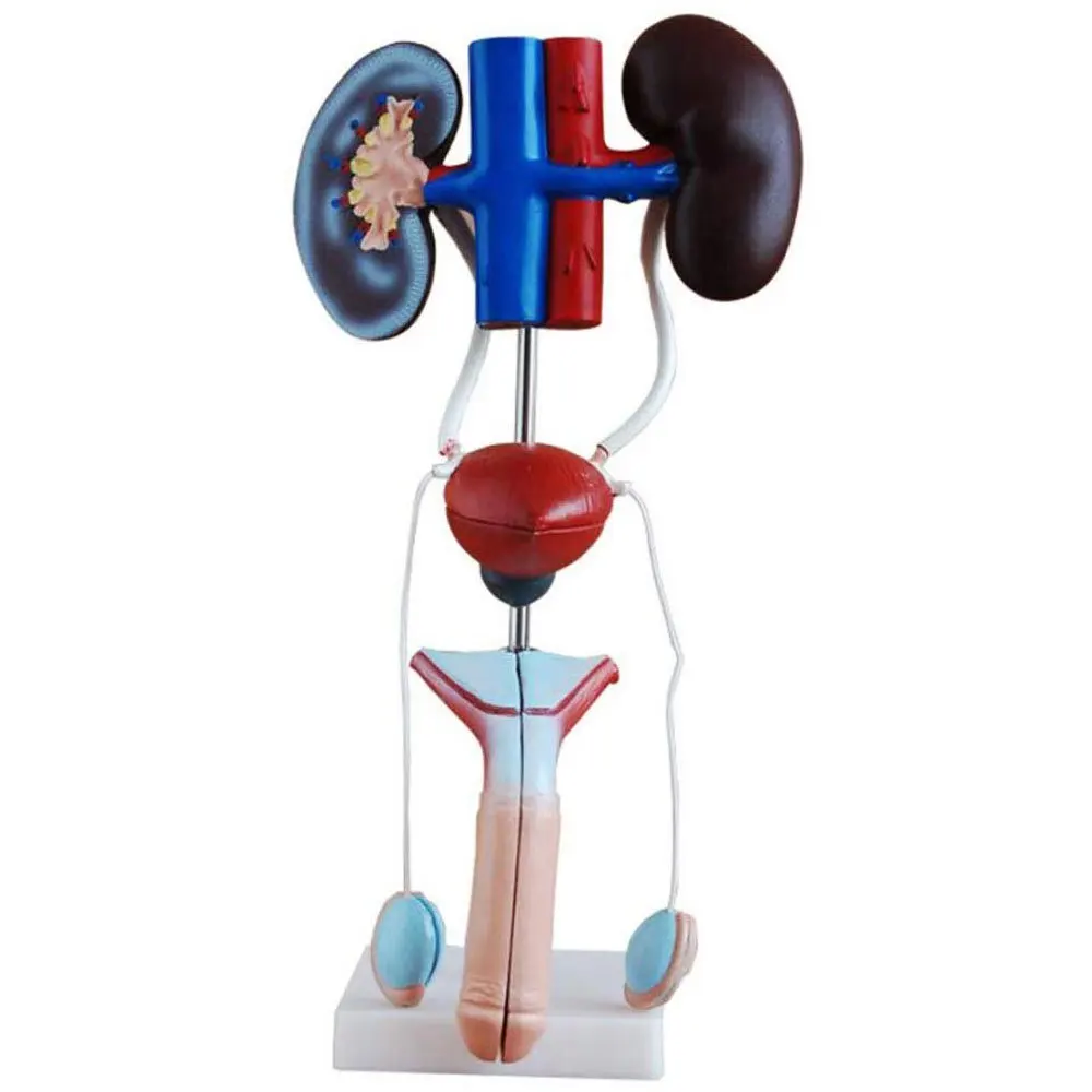 PVC Medical Human Anatomic Anatomical Models Showing Kidney Ureters Urinary Bladder Uterus Accessories Female Urogenital System