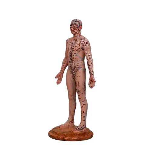 48CM Multicolored Silicone Acupuncture Model Acupoint Learning and Display for Chinese Medicine Teaching Moxibustion Model