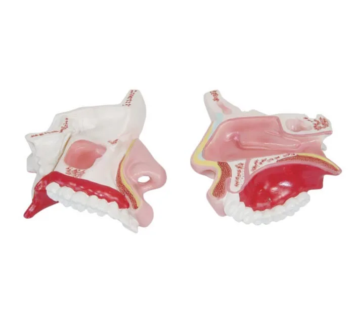 Medical Science Advanced Medical Supplies Human Teaching Nasal Cavity Anatomical Model For Education Equipment