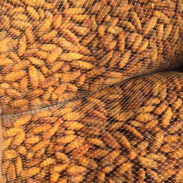 
SANFENG SEAFOOD Wholesale Frozen Silkworm Chrysalis Frozen 