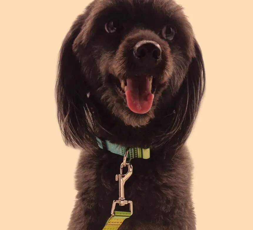 
New Product Functional Design Nylon Pet Dog Leashes for Different Dog Pet 