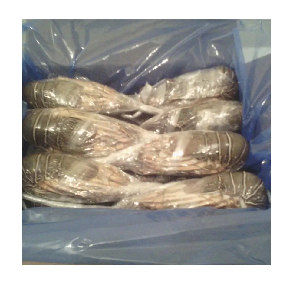 
Pink Spiny Lobster Atlantic price frozen lobsters from Morocco 