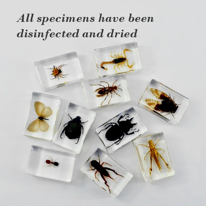 real scorpion resin paperweight 44*29*16 mm custom logo clear resin paper weights