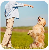 Chinese sausage Safety ham sausage Healthy fish sausage