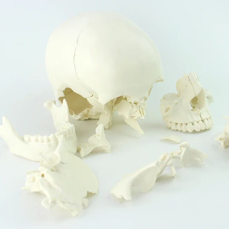 factory cheap price teaching model skeleton plastic skull model