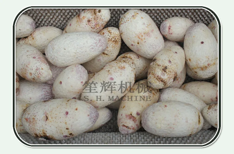 ginger cleaning machine.jpg