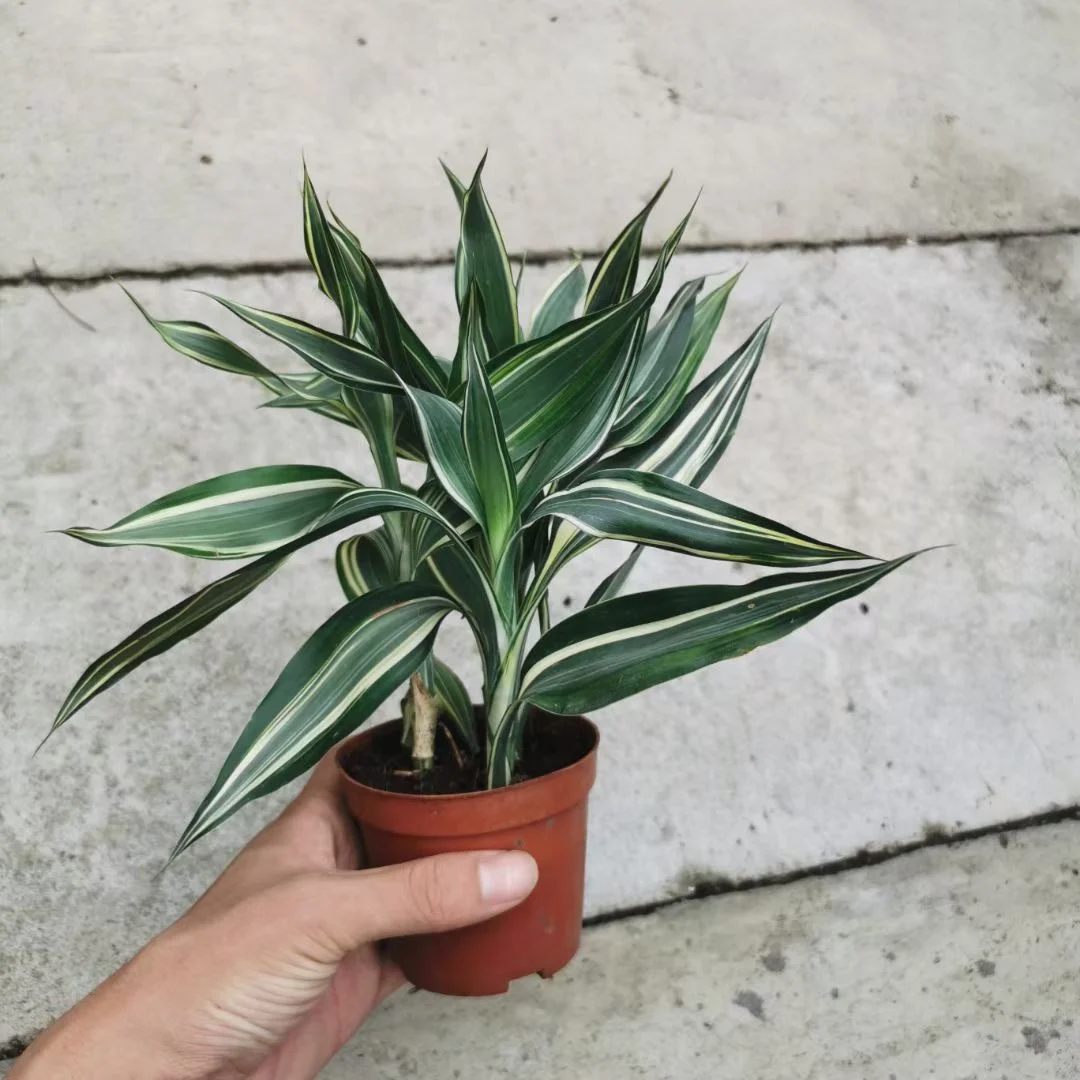
Lucky bamboo Dracaena sanderiana on sale 