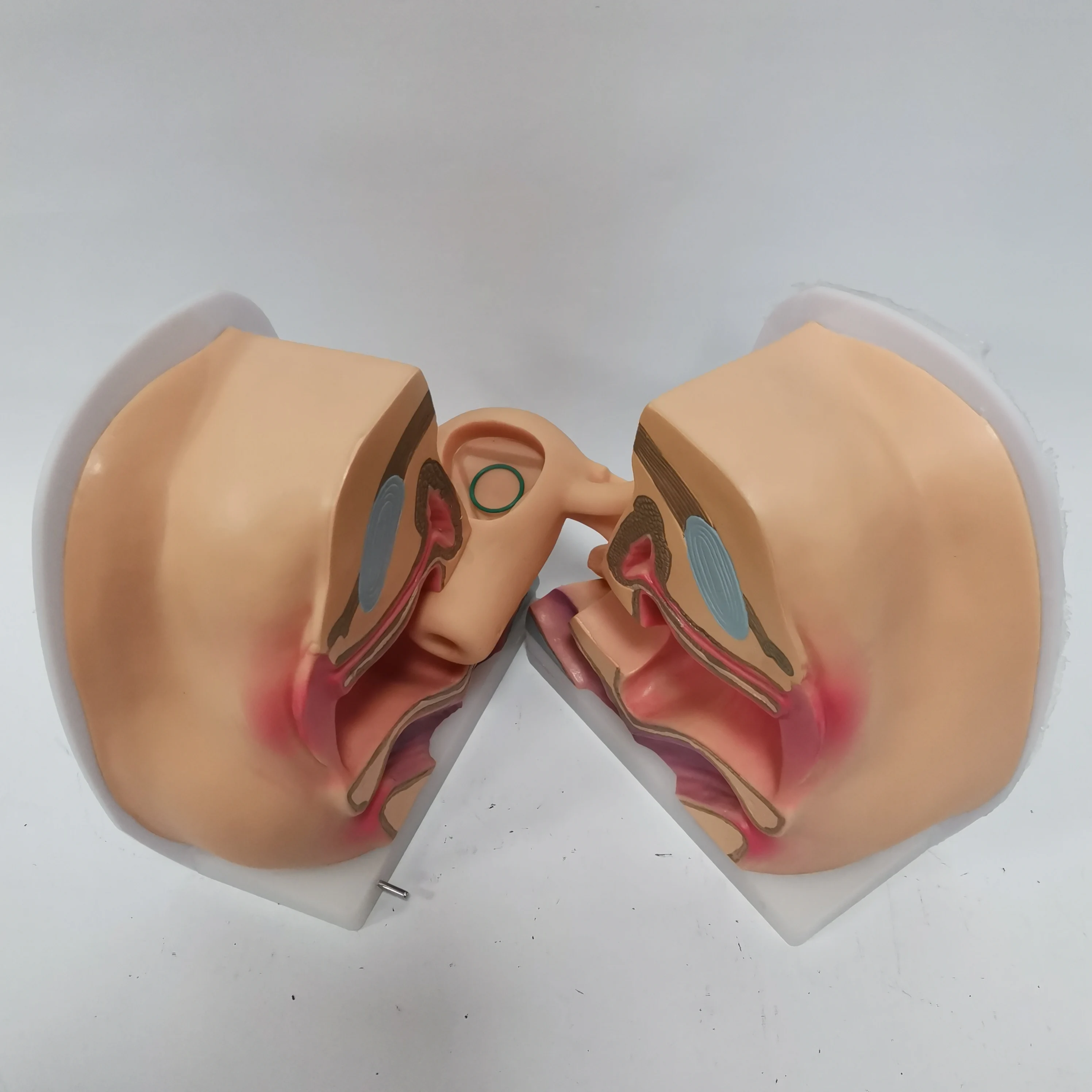 medical science subject Simulator Medical Teaching Series Child Birth & Fetus Contraception Guidance Model