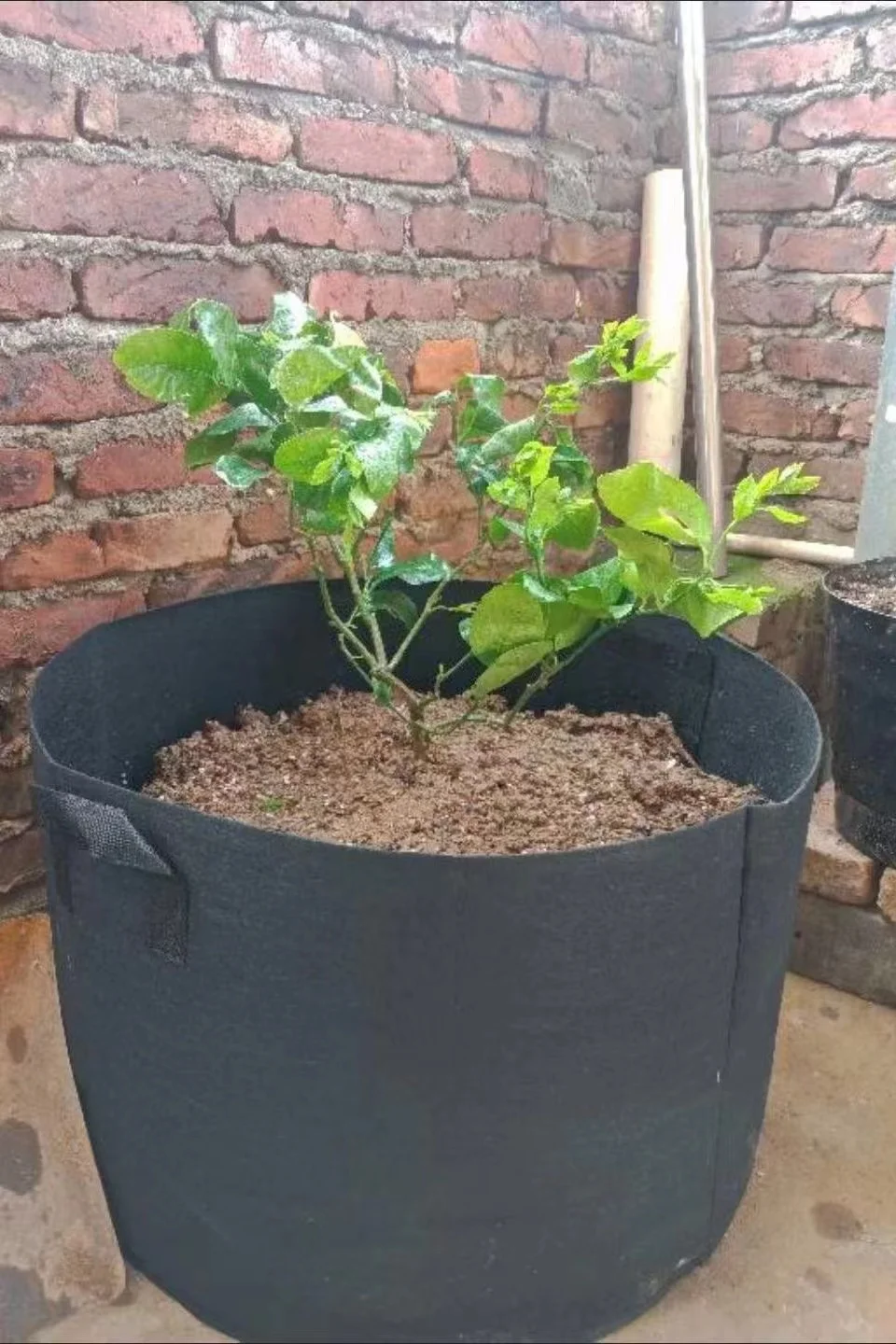 Hot Selling Oem Non Woven Flower Pots Planters Fabric Seeding Grow Bags