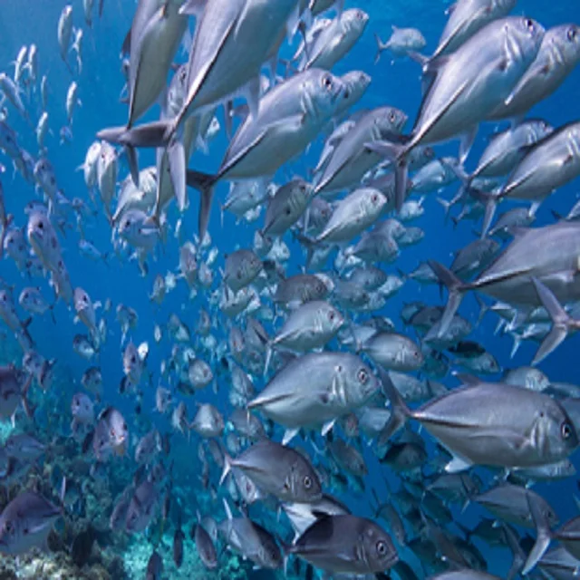 Skin nutrition collagen peptide powder