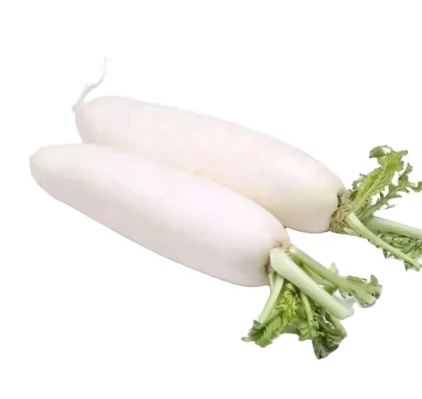 Chinese new crop fresh white radish hot sale low price white radish factory directly supply white radish