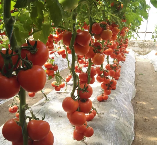 Неопределенного высокий выход Красный гибрид помидор