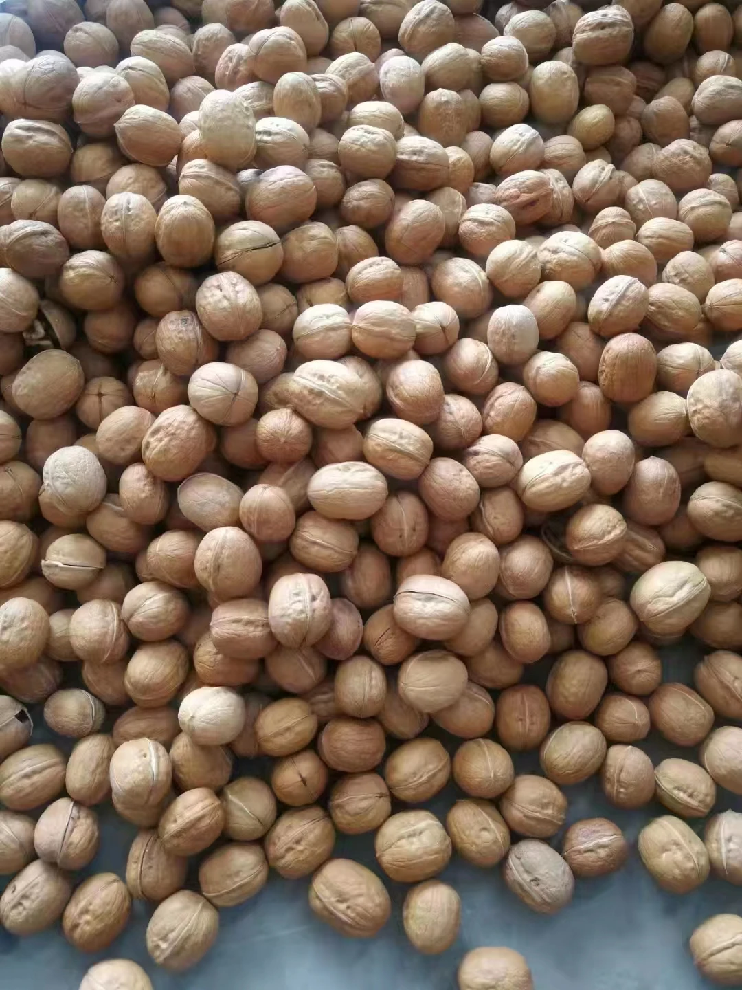 Supplier Walnut Xinjiang Bulk Dry Fruit Paper 33 185 Xingfu Thin Walnut in Shell