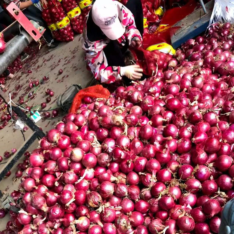 High Quality Fried Onion - Best Price Agricultural From china supplier