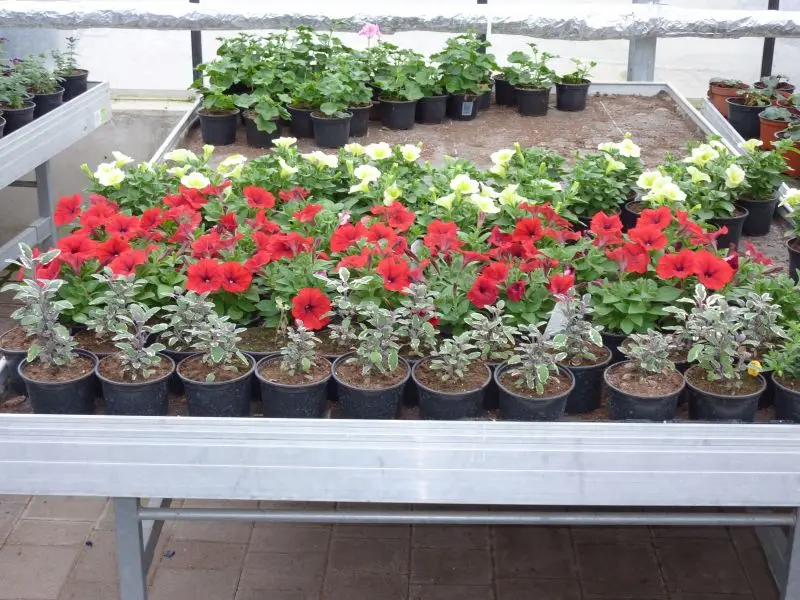 Vertical Hydroponic Ebb and Flood Tables Commercial Seedling Rolling Bench Used in Greenhouse