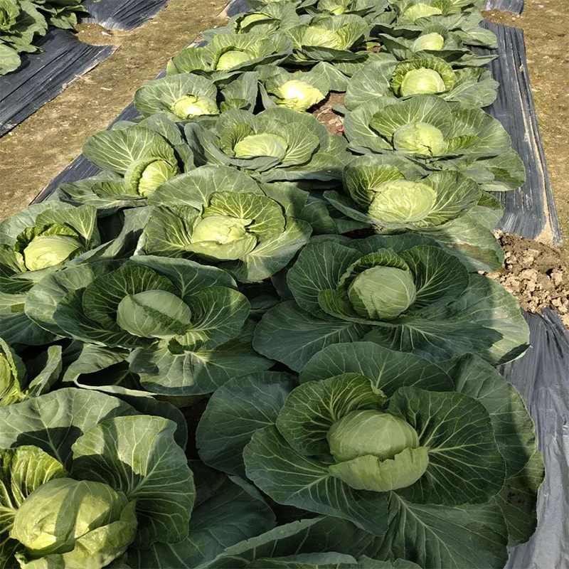 
Asian high-yield hybrid cabbage seeds from China vegetable seeds 