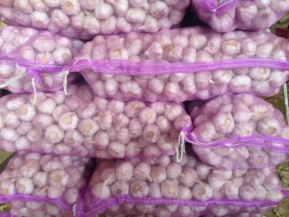 
fresh garlic 
