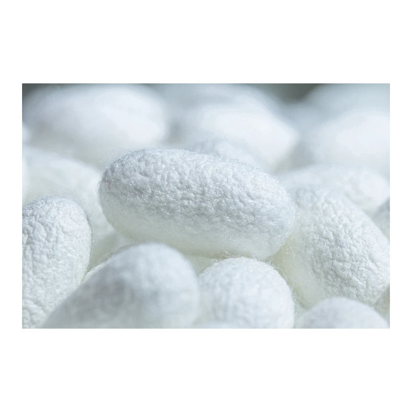 High Quality Dry Mulberry Pure Silk Organic Silkworm Cocoon Manufacturers Raw Silk