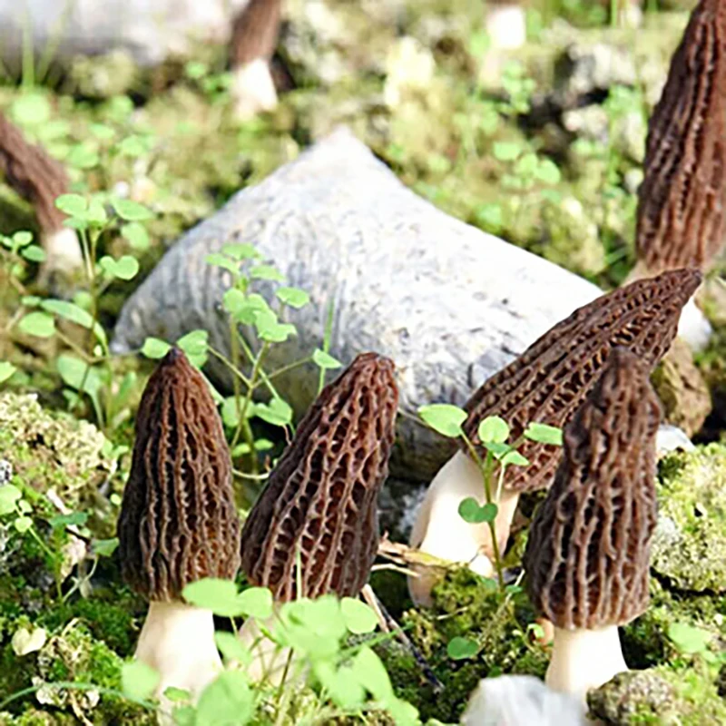 High Grade  Wholesale Price Morchella Esculenta Morchella Conica  Morel Mushroom Conica  Morel Mushroom Black mushroom
