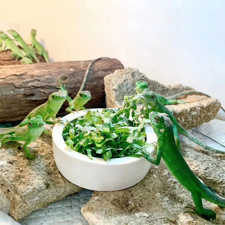 Керамическая миска для рептилий керамическая воды предотвращающая выпадение хлеба и червей