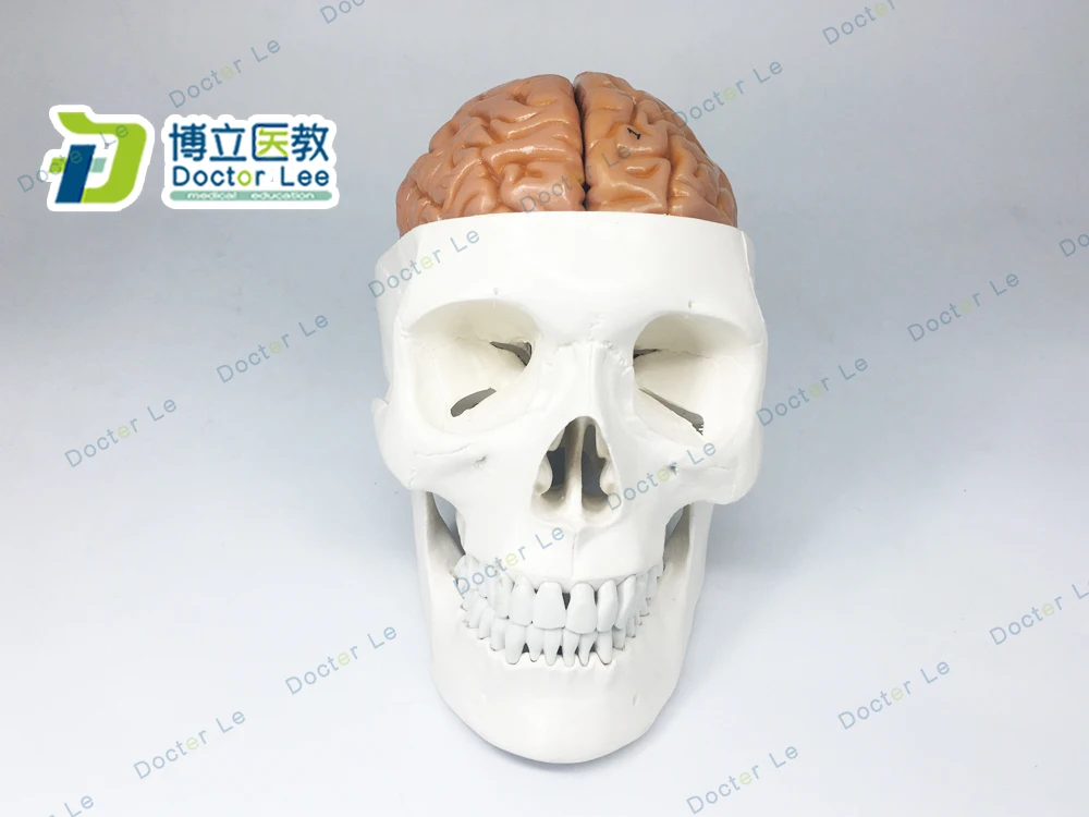 3 Parts Life Size Didactic Human Skeleton Skull with 8 Parts Brain Anatomy Model