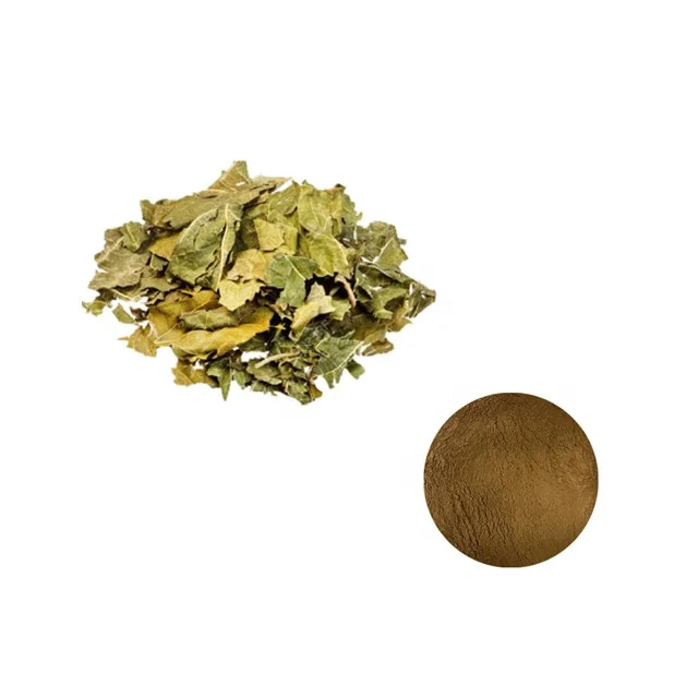 Manufacturer Supply Mulberry leaf Extract Powder/white mulberry leaf extract with 1%/5% DNJ