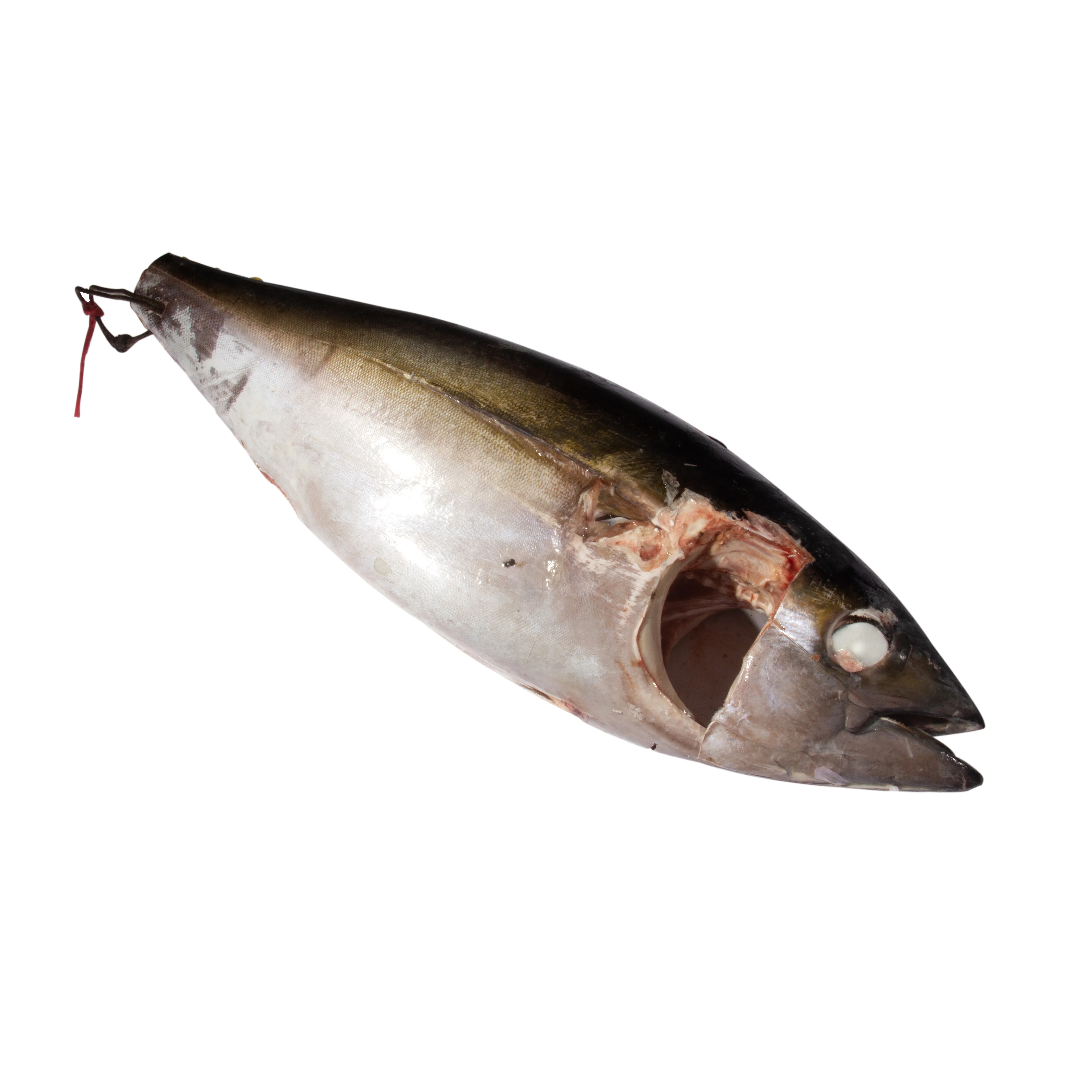 Замороженные морепродукты Fengsheng, удлиненный питательный свежий охлажденный биглаз, тунец, Рыба для экспорта