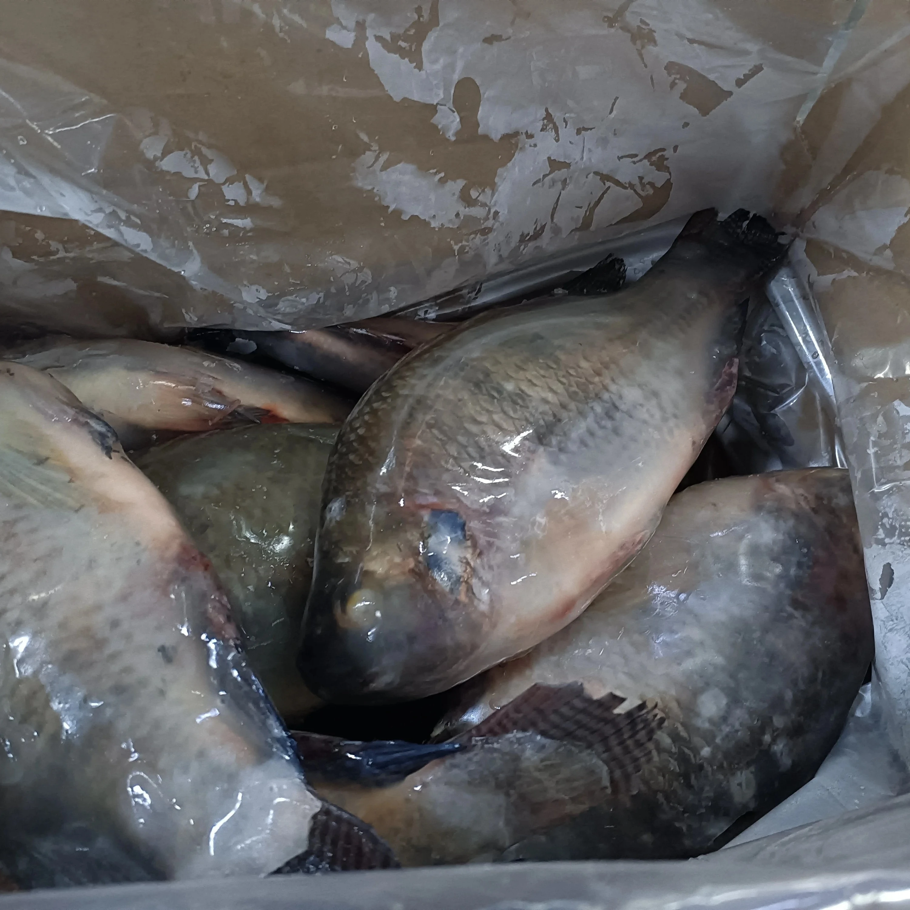800g up IQF Frozen whole tilapia Wholesale price  tilapia fish