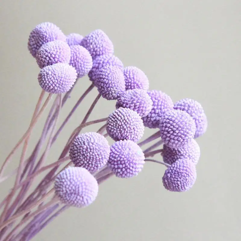 Source Factory Artificial Ball Preserved Dried Flowers Golden Ball Natural Billy Button Craspedia Fresh Cut Wedding Bouquet