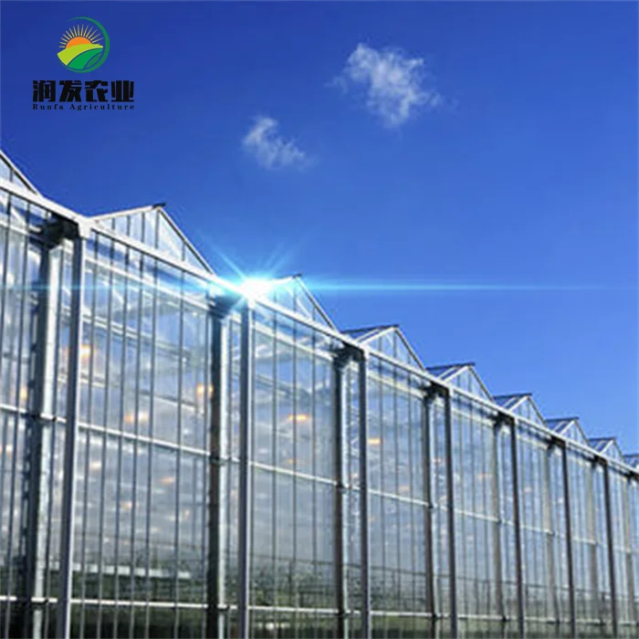 Large Multi-Span Victorian Greenhouses Commercial Venlo Glass Greenhouse With Irrigation&Hydroponics Equipment