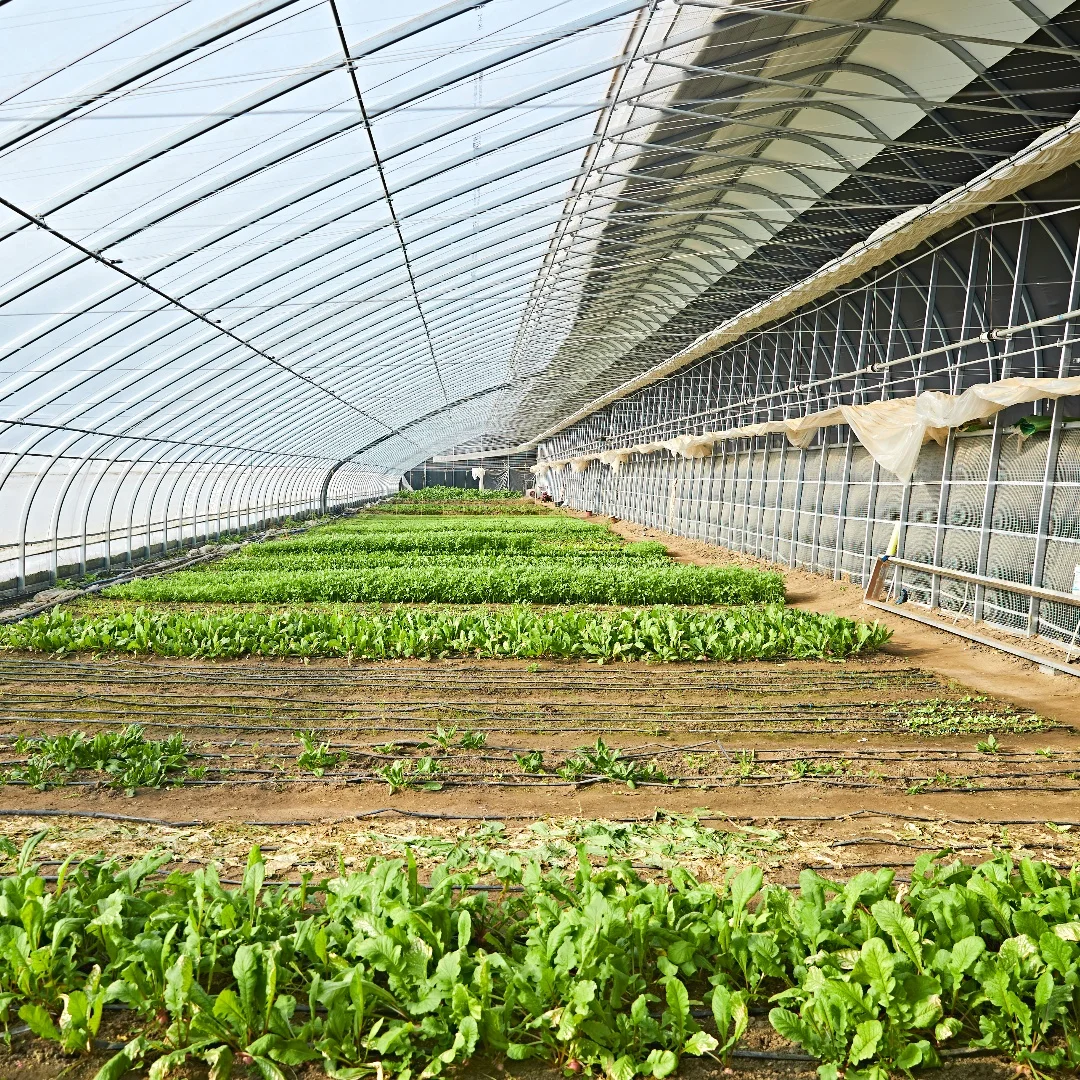 Agricultural Vegetable Planting Single Span Plastic Film Tunnel Green House kit Insulation Greenhouse Hoop House