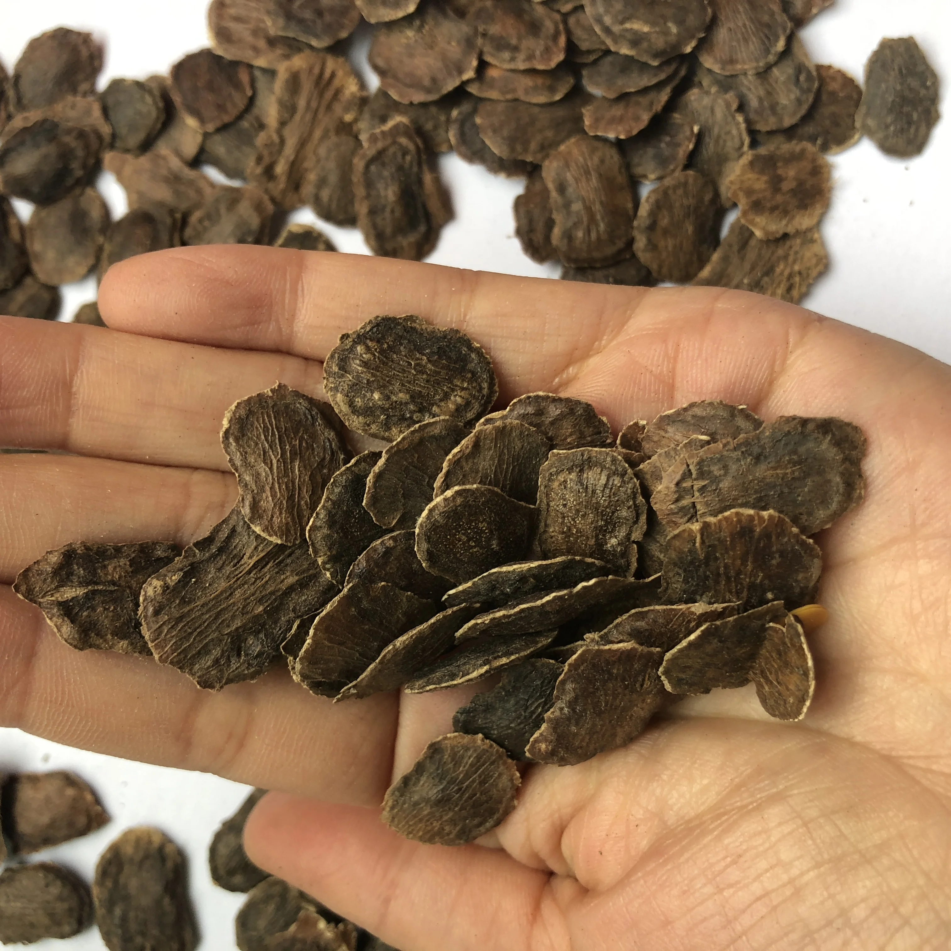 
S345 Supply Hai Nan Dalbergia Odorifera Seeds For Planting 